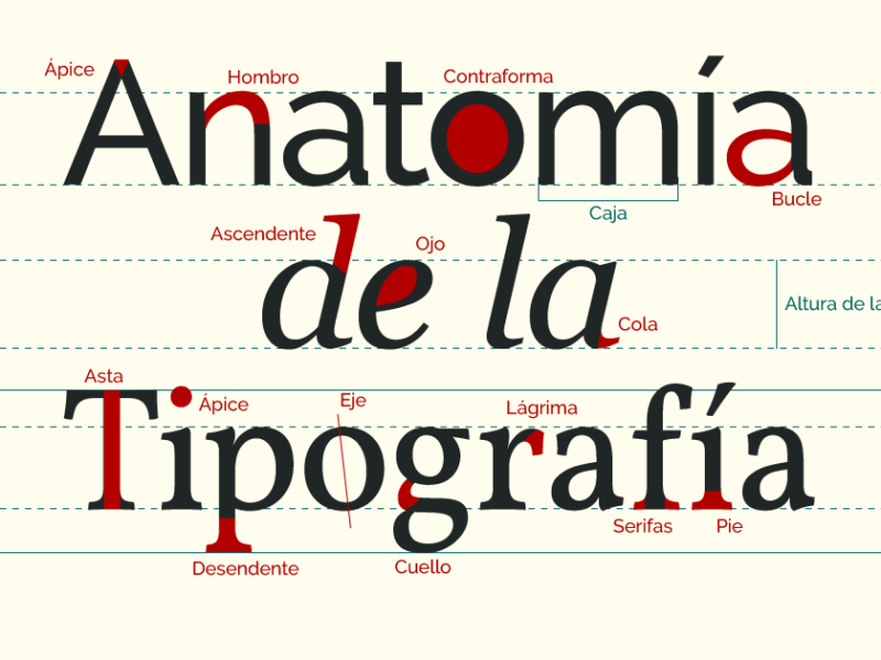 Anatomía de la tipografía